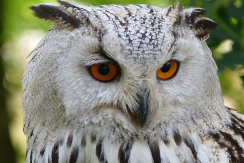 owl